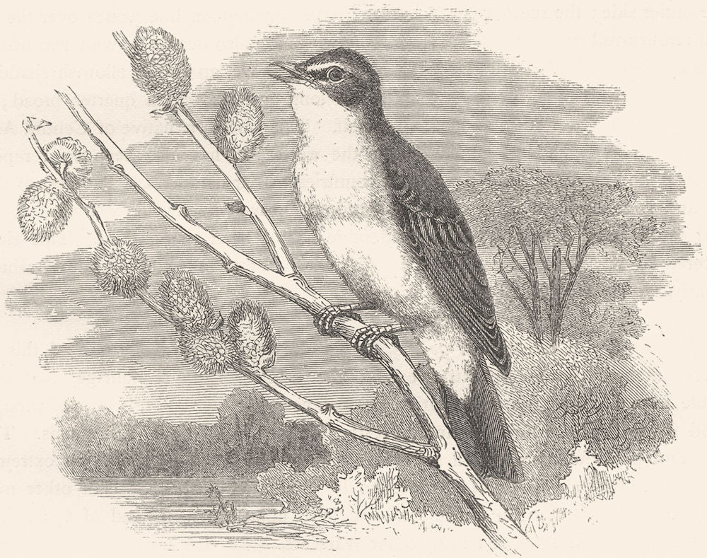 SINGING WARBLER. Field Tree, Willow Wren c1870 old antique print picture